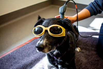 dog with goggles